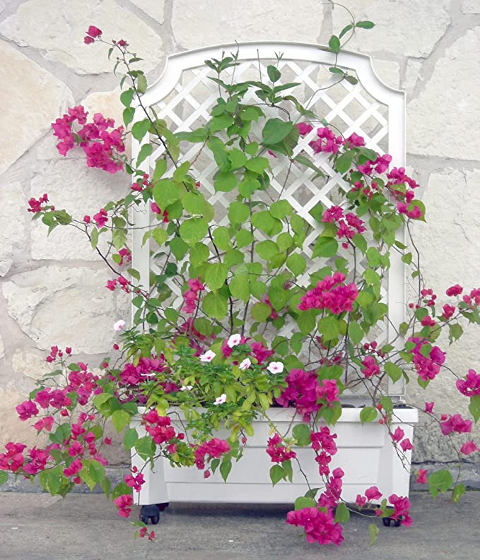 Calypso™ Planter with Trellis and Water Reservoir